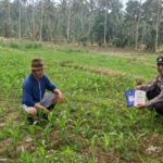 Dukung Ketahanan Pangan, Kanit Binmas Polsek Glagah Monitoring Tanaman Jagung di Kampunganyar